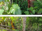 Blasius Lopis Diduga Kuat Bohongi Penyidik; Soal Perusakan Pagar Kawat Berduri Miliknya Petronela Tilis