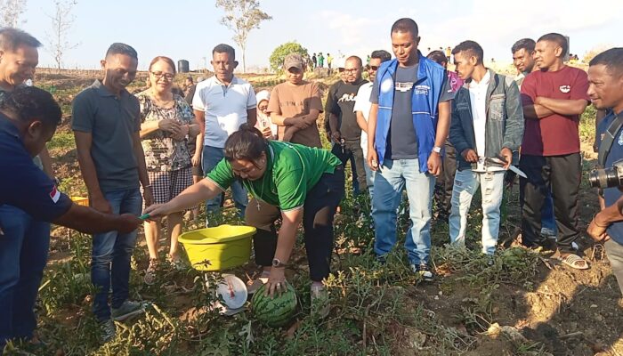 Panen Perdana 15 Ton Hortikultura di Kebun Jane Belu, Bukti Nyata Bangun Sektor Pertanian dan Peternakan