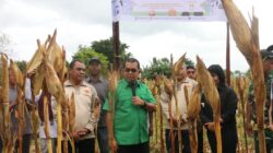 Pemprov Hadiri Panen Jagung Simbolis di UPTD Kesejahteraan Sosial Tuna Netra dan Karya Wanita, Gubernur Melki Dorong Peningkatan Produksi Jagung
